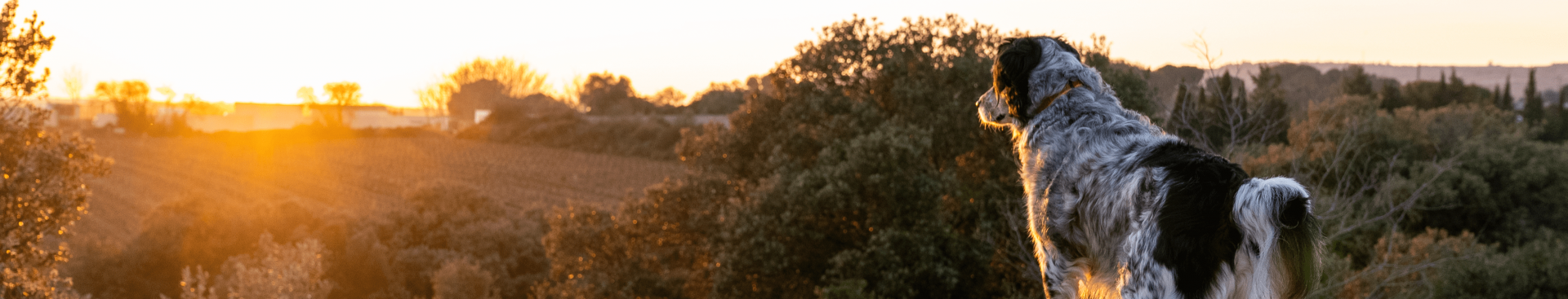 Commerces & Services pour les animaux à Balaruc-les-Bains