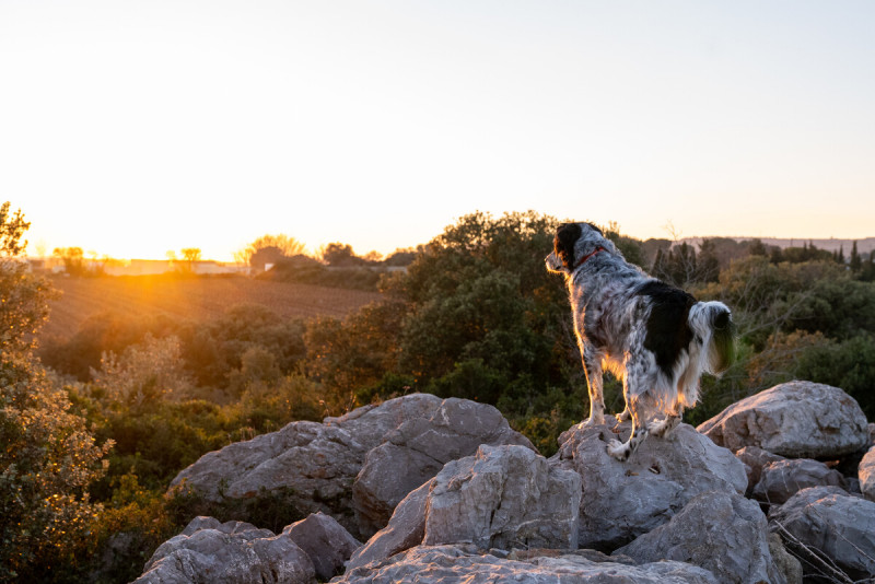 My Vacation with My Dog